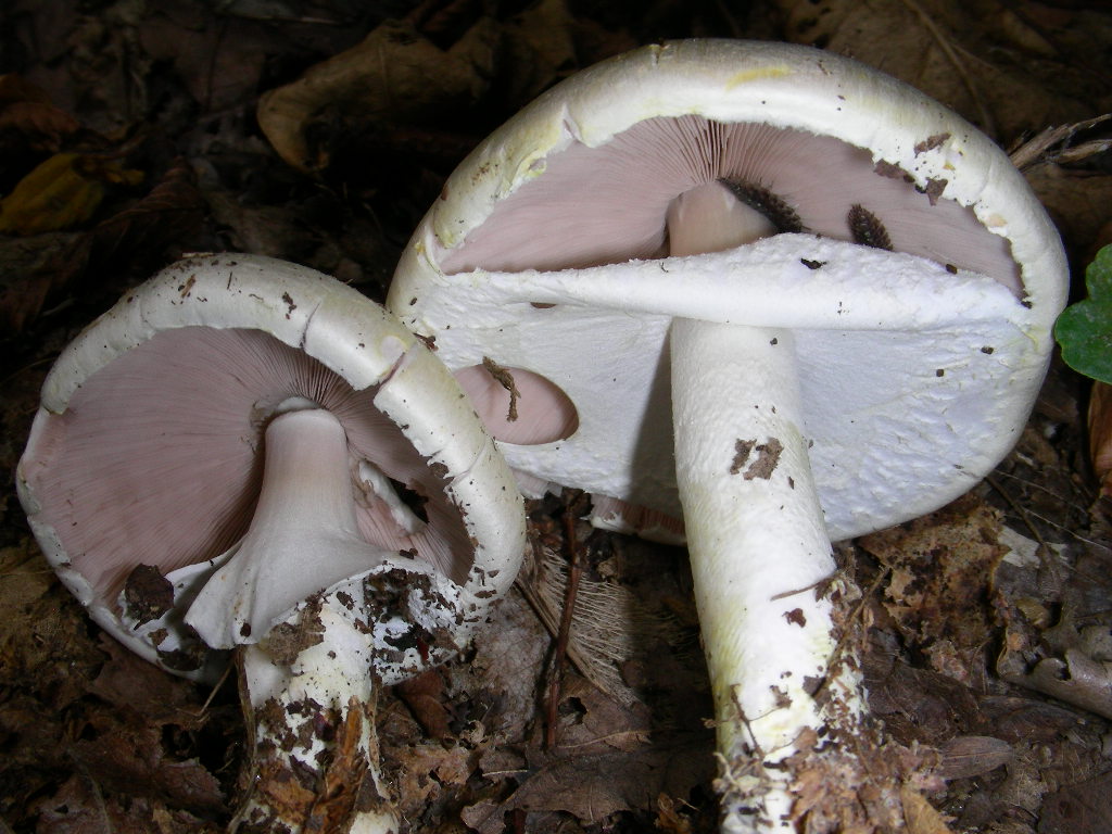 E tempo di ... Agaricus